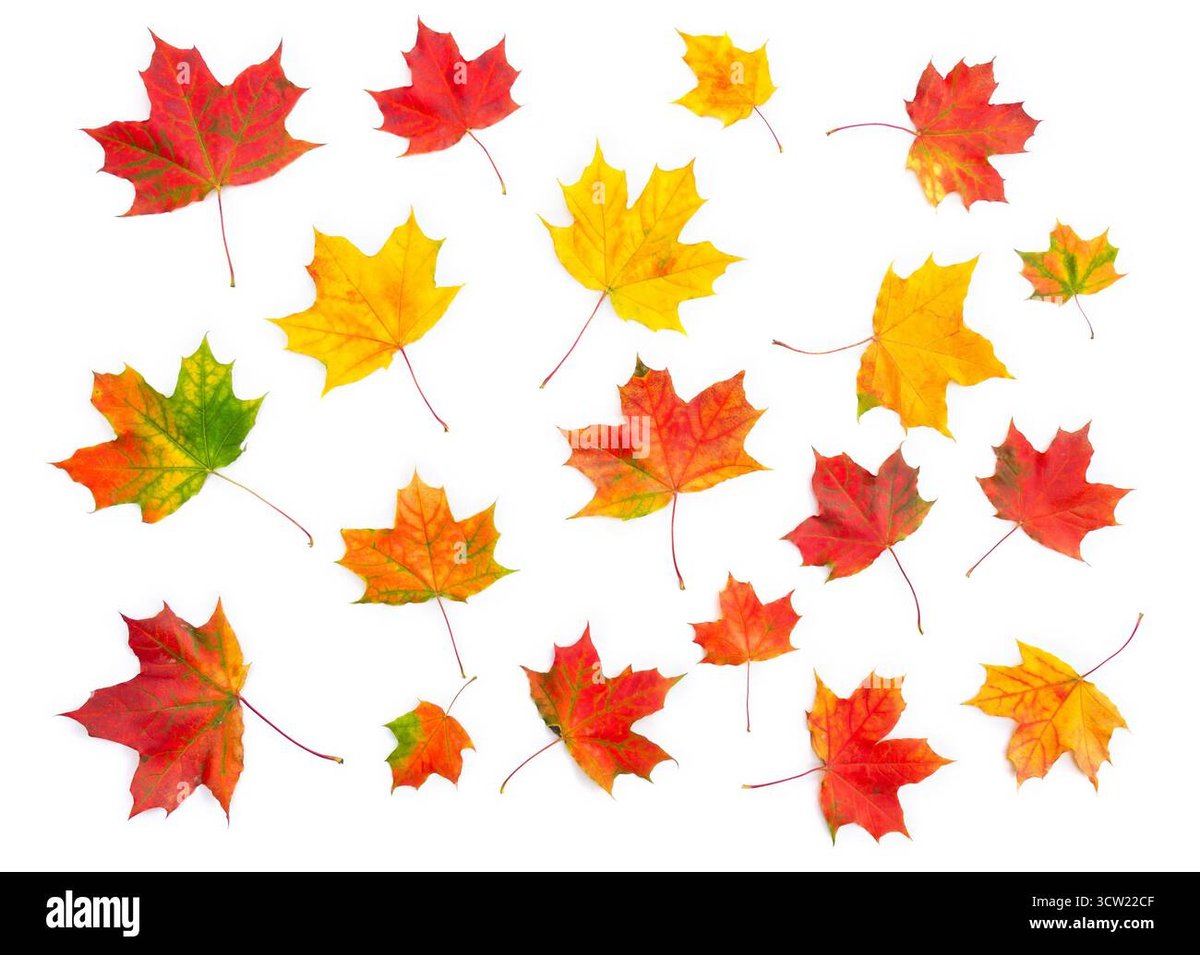 Top Rated Fine Dining Old Quebec Savor Historic Culinary Delights